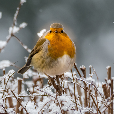 Winter Bird Watching: Family-Friendly Tips and Tricks