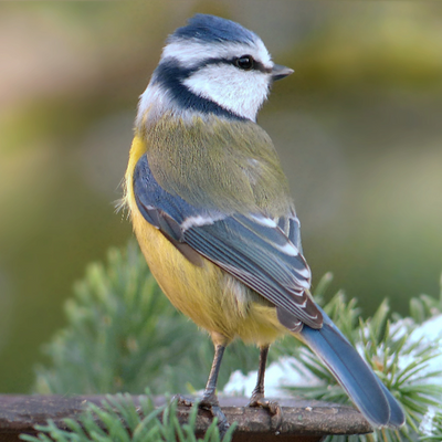 4 Tips for Helping your Animal Friends Thrive this Winter