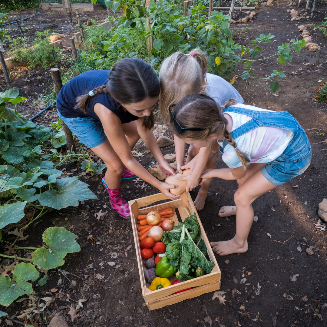 6 Tips for Harvesting Your Garden and How-to Get Kids Involved